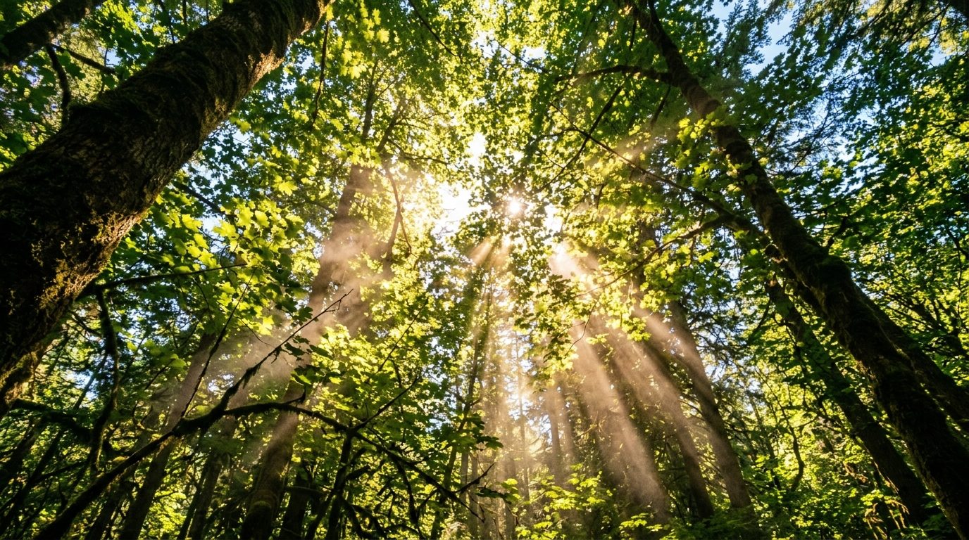 Quand la végétation expire : pourquoi la respiration des plantes inquiète les climatologues